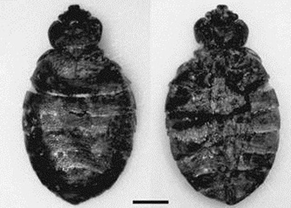 Cave Dwellers Battled Bed Bug Bites, Too