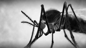 Buzz Kill: Our Best Weapons against Mosquitoes