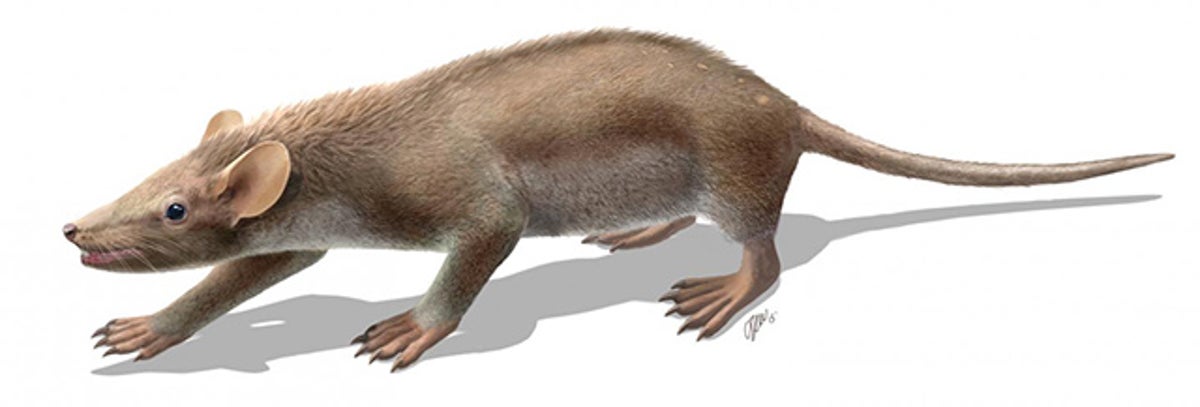 ‘Cute Furball’ Is Best-Preserved Mammal from Dinosaur Age | Scientific ...