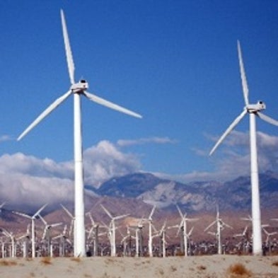 Can the Green Economy Survive in a Policy Vacuum?