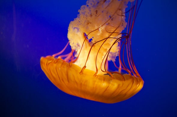 Jellyfish Have Superpowers--and Other Reasons They Don't Deserve Their Bad Reputation