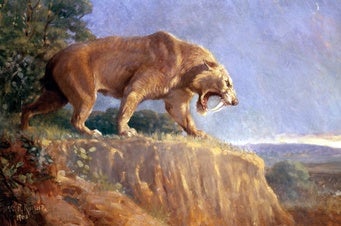 Saber-Toothed Cats May Have Roared Like Lions