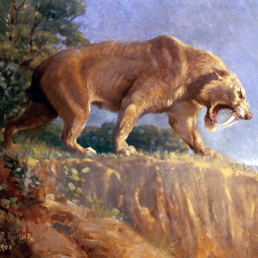Saber-Toothed Cats May Have Roared Like Lions | Scientific American, image size:1000x1000