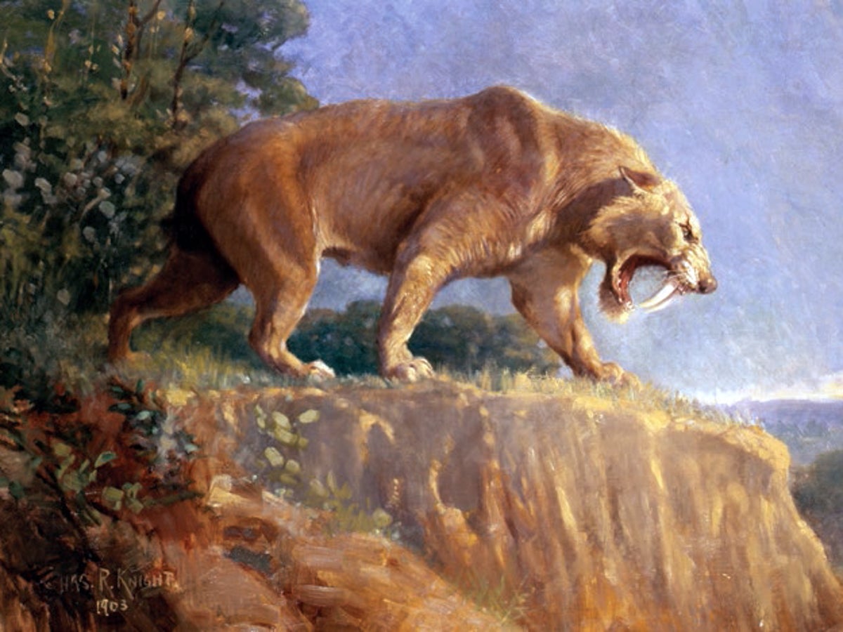 Saber-Toothed Cats May Have Roared Like Lions | Scientific American, image size:1200x900