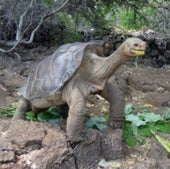 Lonesome George:&nbsp;