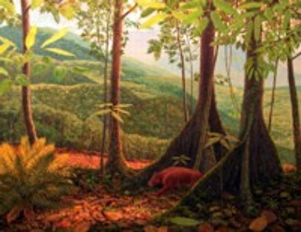 Fossil Flora Suggest Rain Forest Once Flourished Where Colorado Now Burns