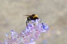 Rising Temperatures Are Partly to Blame in Bumblebees' Decline