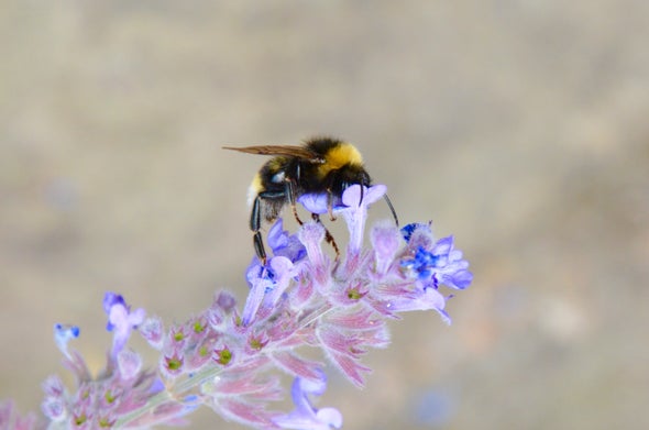 Rising Temperatures Are Partly to Blame in Bumblebees' Decline