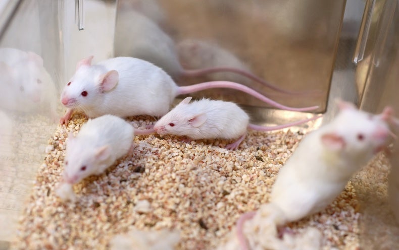 Scientists Are Concerned over . Environmental Agency's Plan to Limit Animal  Research - Scientific American