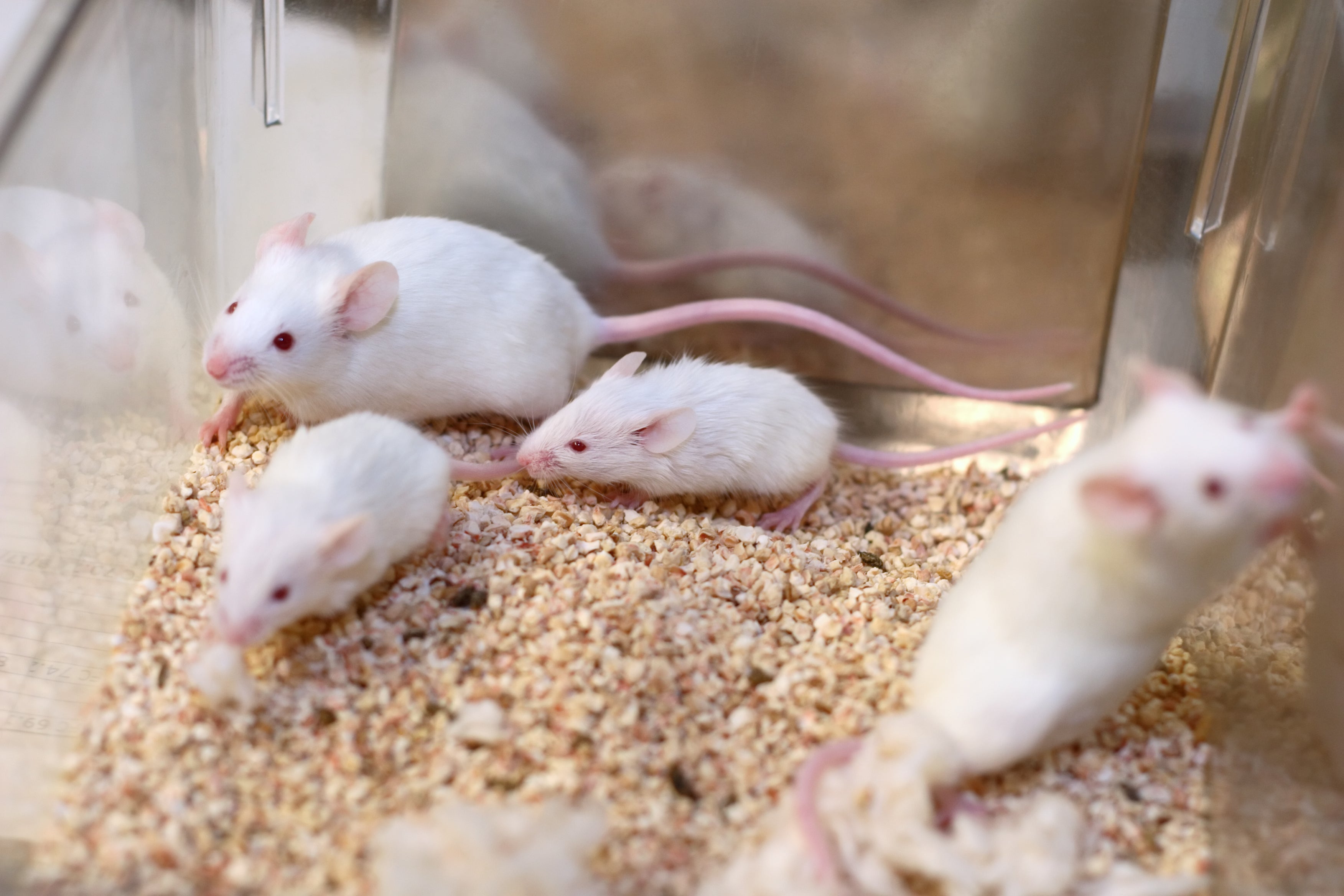 Scientists Are Concerned over . Environmental Agency's Plan to Limit Animal  Research - Scientific American
