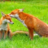 FOXES: