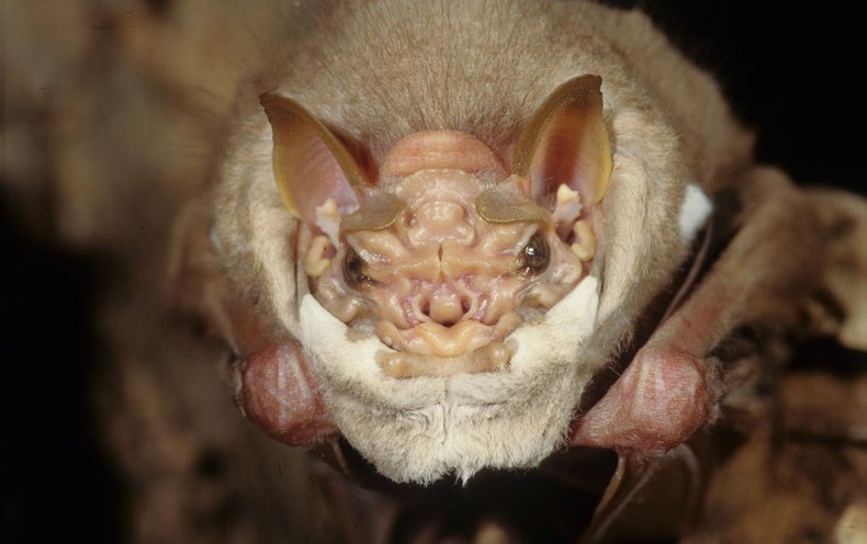 this-bat-wears-a-face-mask-scientific-american