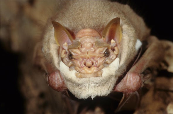 This Bat Wears a Face Mask