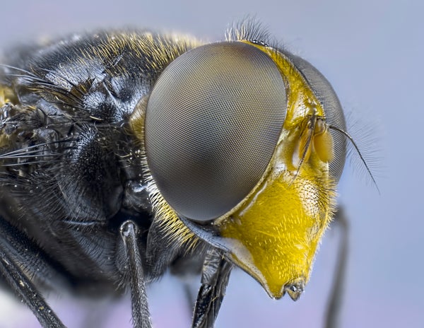 Close-up view of a fly's head.