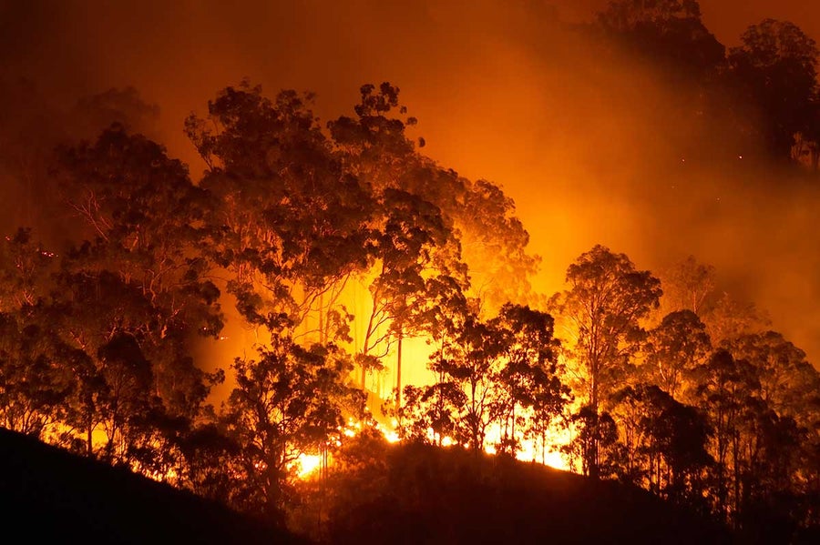 El Niño Could Ignite Amazon, Drench California | Scientific American