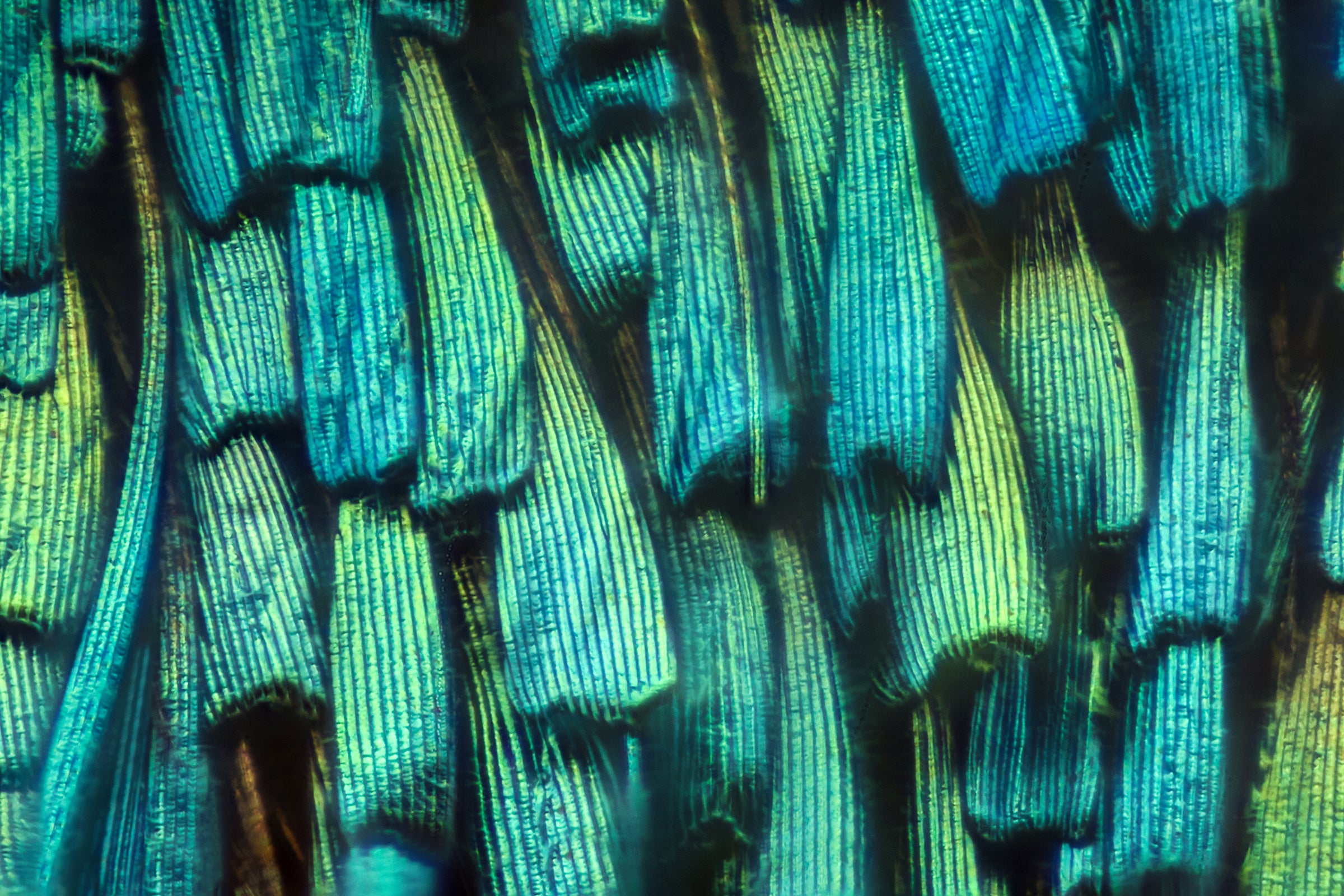 Green and blue moth scales.