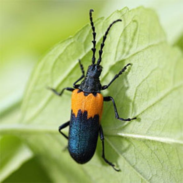 Where's the Elderberry Longhorn Beetle?