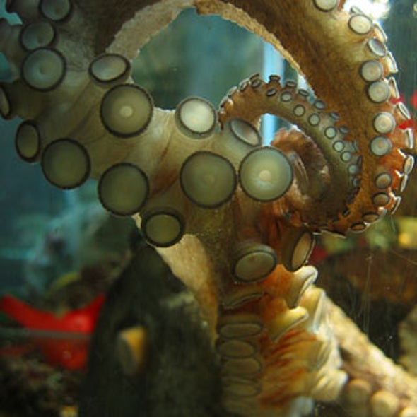 Are octopuses smart? - Scientific American Are octopuses smart? - Scientific American