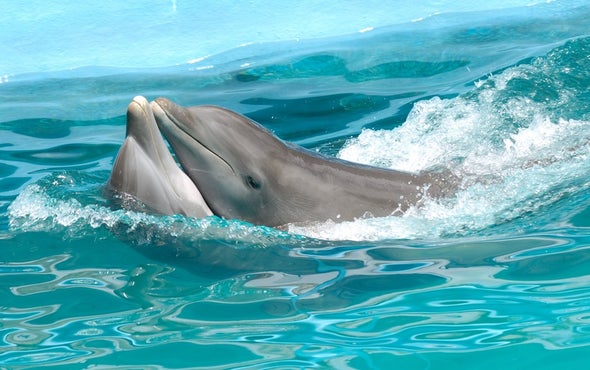 Dolphins Watertight Sex Involves A Strange Twist Scientific American 3643