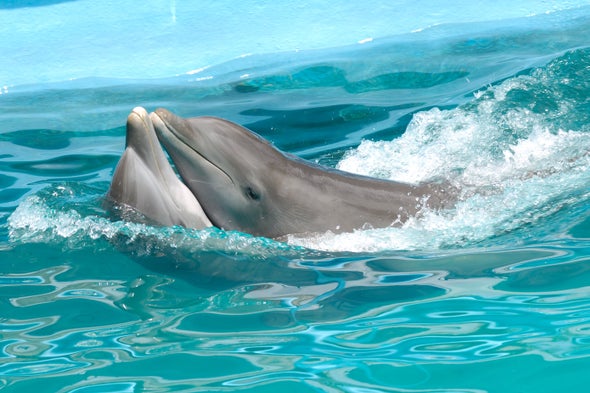 Dolphins' Watertight Sex Involves a Strange Twist