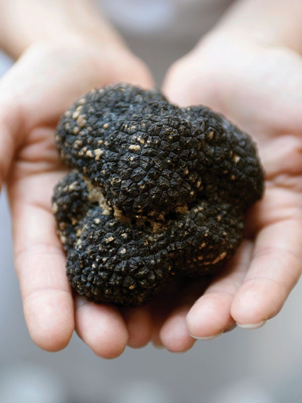 The Hidden Life of Truffles - Scientific American