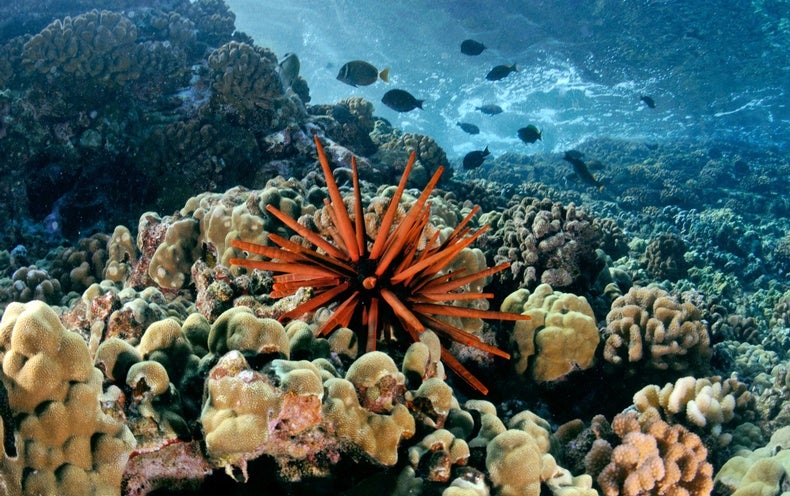 Some Good News about Corals and Climate Change - Scientific ...