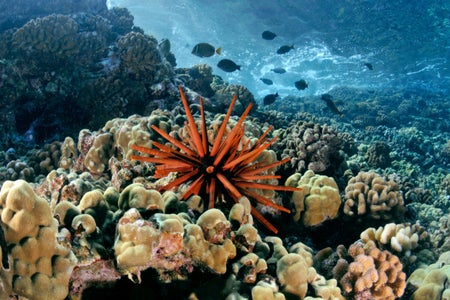 Bright orange sea urchin in the center of a vibrant coral reef scene.