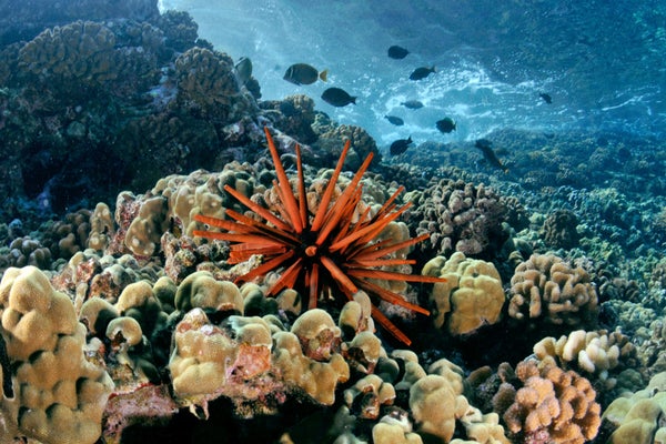 Bright orange sea urchin in the center of a vibrant coral reef scene.