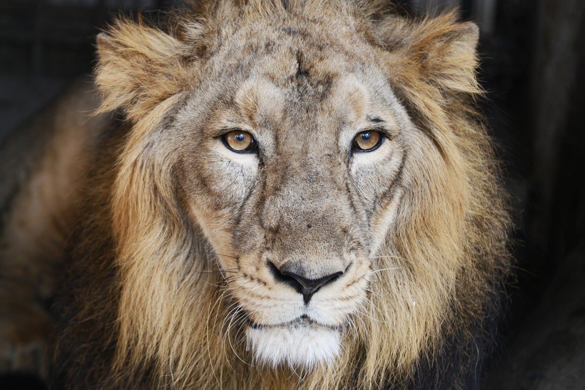 Infectious Outbreaks Threaten the Last Asiatic Lions | Scientific American