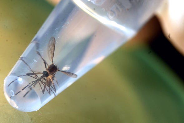 U.S. One Step Closer to Releasing Engineered Mosquito to Fight Zika