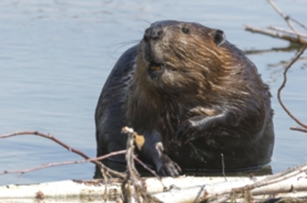 North American Beaver Invasion Occupies Forests and Steppes in Southern ...