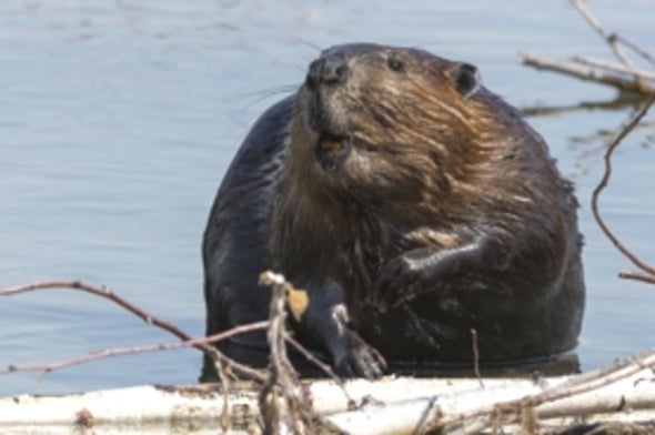 North American Beaver Invasion Occupies Forests and Steppes in Southern Chile and Argentina