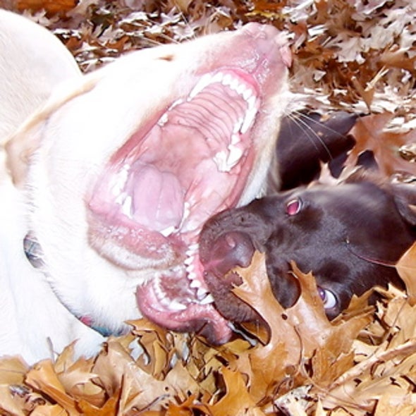 Canine Culls and Feral Feasts: China Still No Closer to Ending Its Rabies Problem