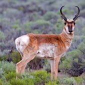 PRONGHORN