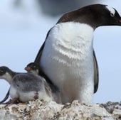 Gentoo penguin