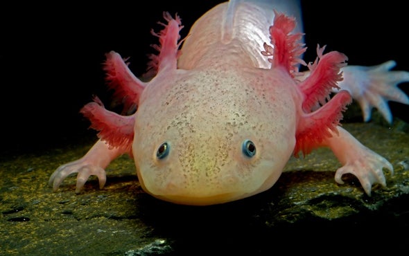 Biology's Beloved Amphibian--the Axolotl--Is Racing toward Extinction ...