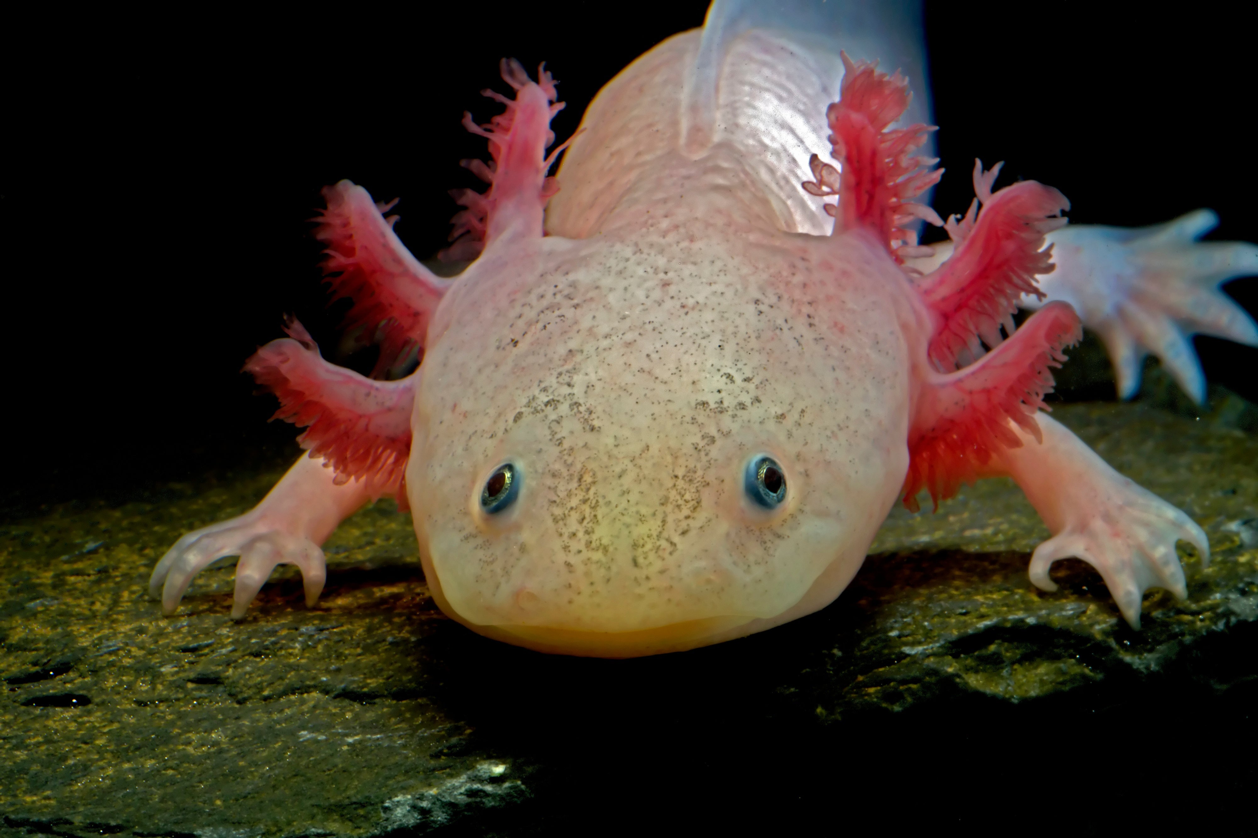 axolotl and fish together