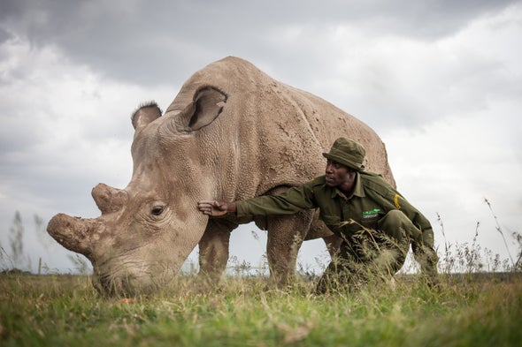 Northern White Rhinos Are about to Die Out--Should We Save Them?