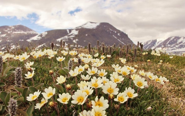 Arctic Pollinator Faces Uncertain Future