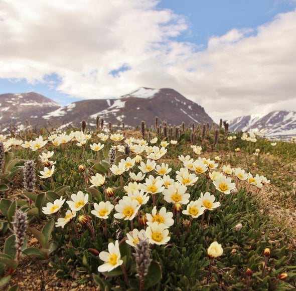 Arctic Pollinator Faces Uncertain Future