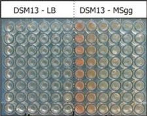 Sniff Test: Bacteria May Have a Primordial Sense of Smell