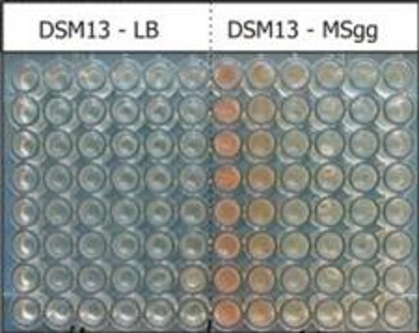 Sniff Test: Bacteria May Have a Primordial Sense of Smell