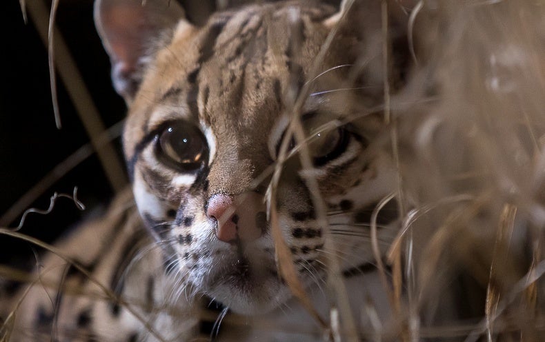 A Bold Attempt to Save Wild Ocelots from Extinction