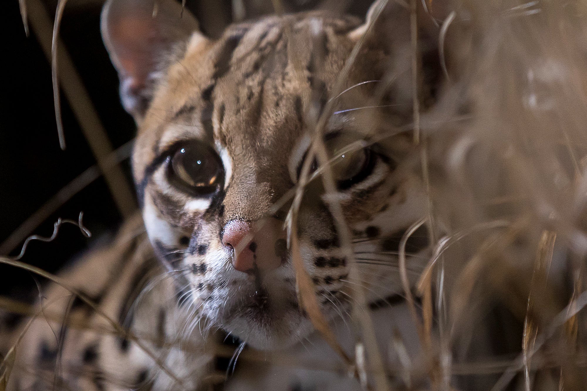 A Bold Attempt to Save Wild Ocelots from Extinction