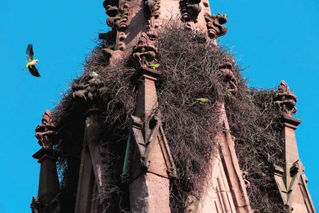 Monk parakeets nesting atop a cemetery entryway.