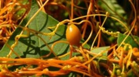 The Plant Kingdom's Most Unusual Talents [Slide Show]