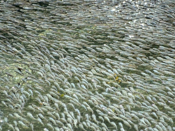 A school of fish.