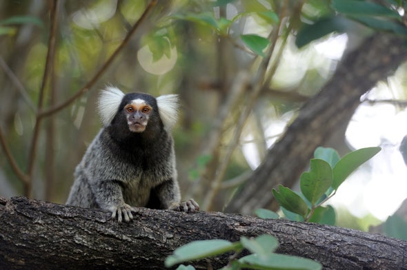 Pitch-Aware Marmosets Provide New Model for Human Hearing