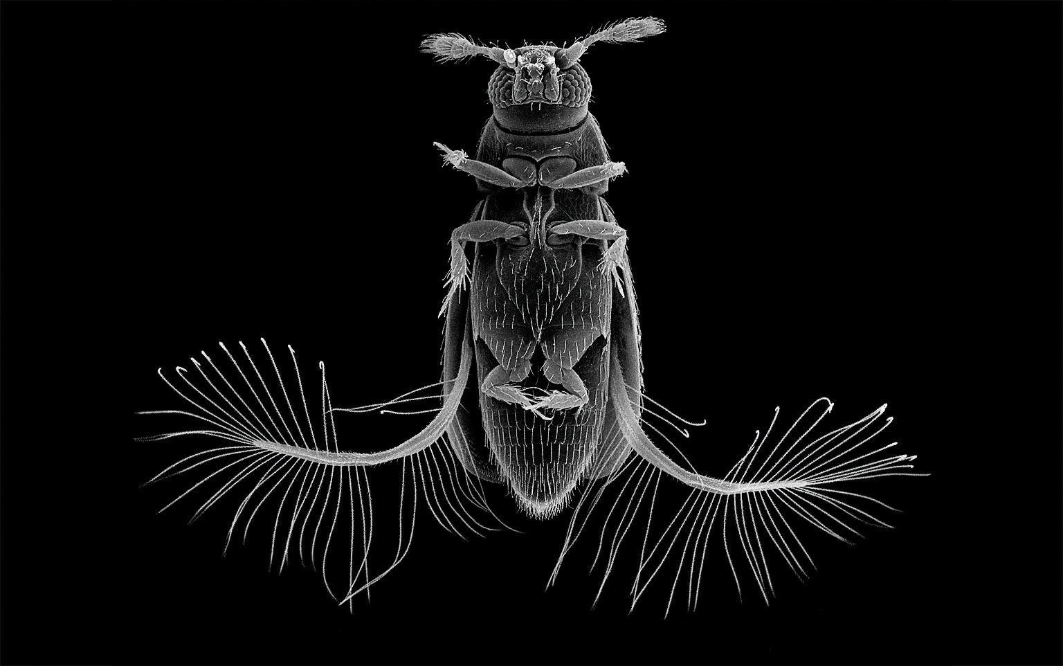Раскрыт секрет сверхскорости полета крошечных жуков