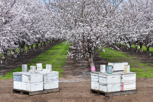 White wooden beehives sit in front of blooming almond trees.